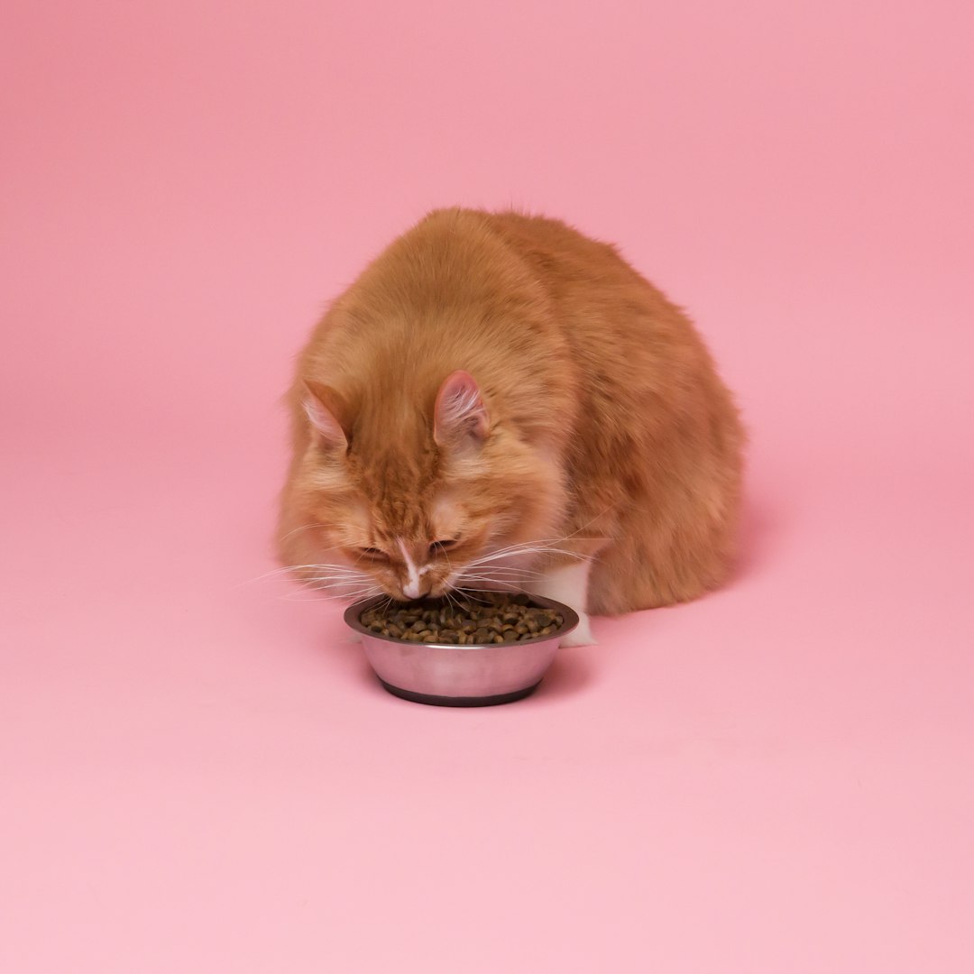 Premium cat treats