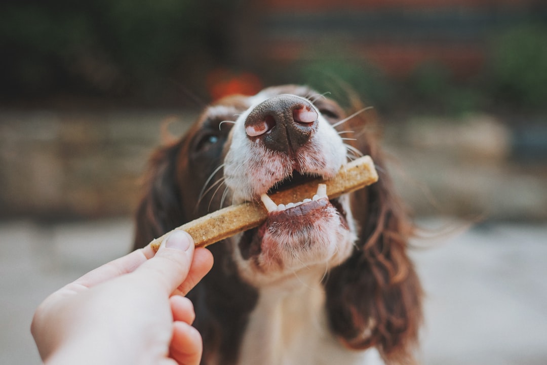 Dental chew subscription box for dogs
