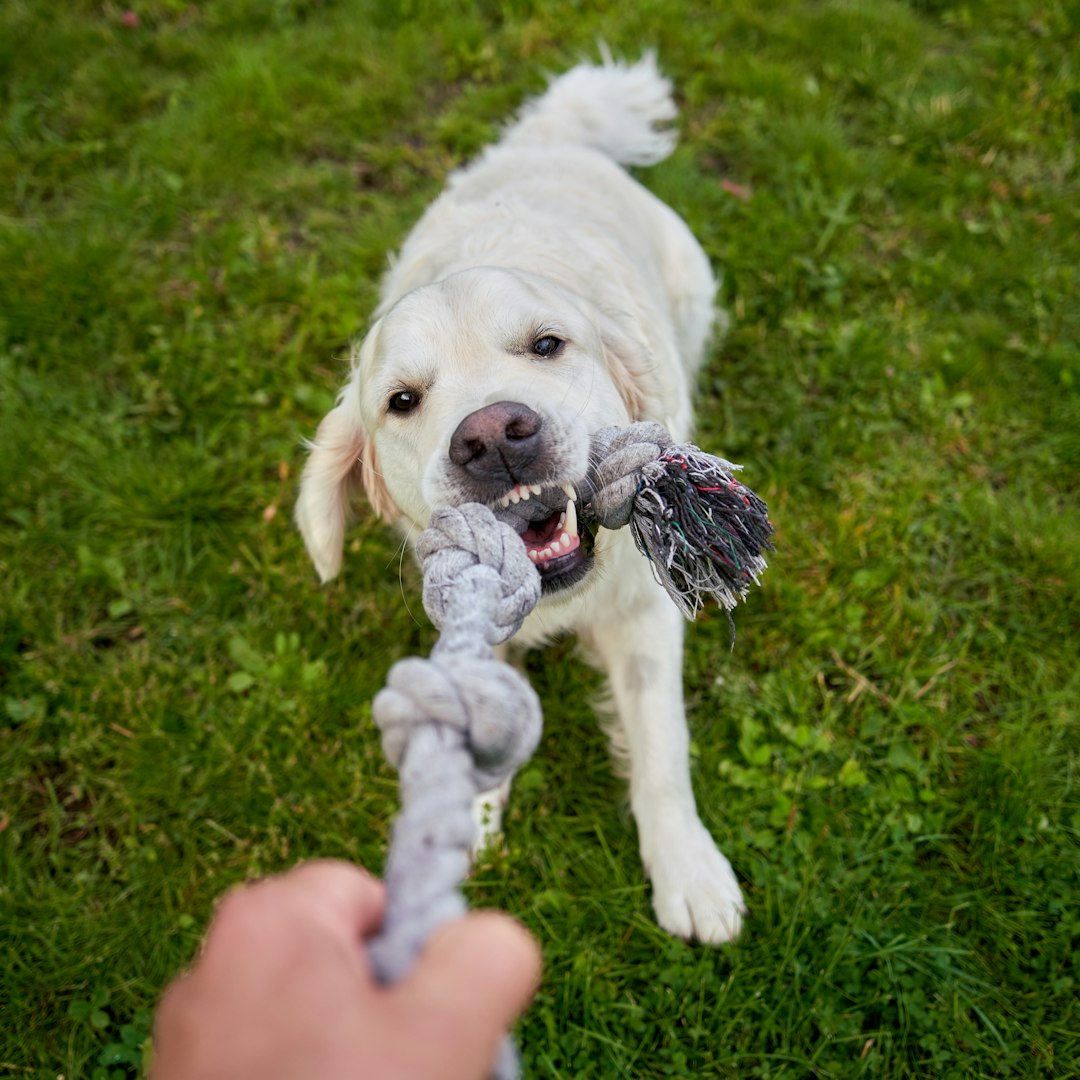 Dog toys