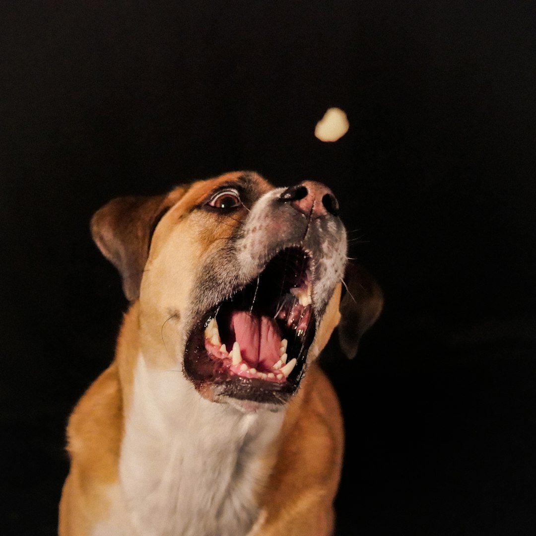 Natural dog treats