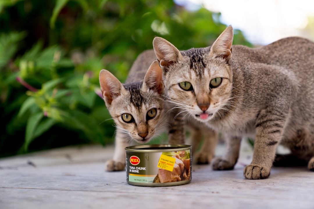 Organic cat wet food variety pack subscription