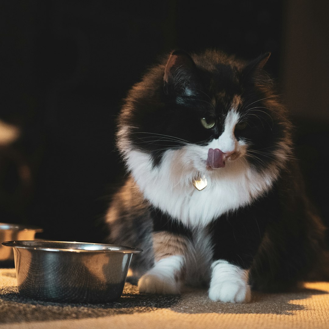Premium cat food