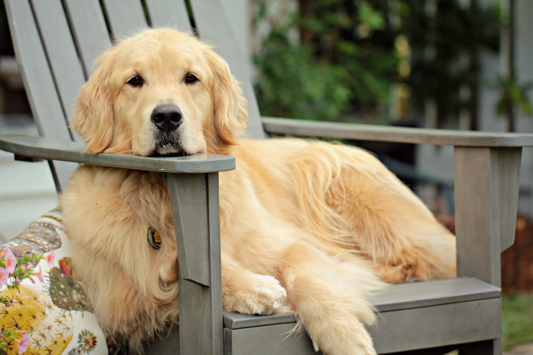 Happy dog with premium pet food subscription delivery