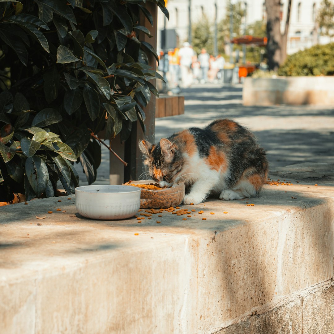 Premium wet cat food cans